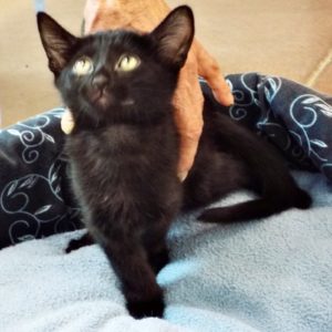 Picture of Sharpie