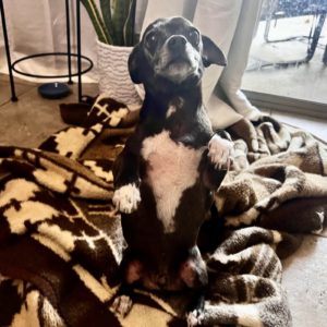 Picture of Socks