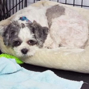 Picture of Spanky