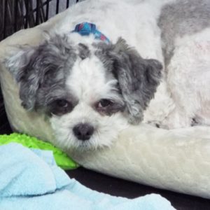Picture of Spanky