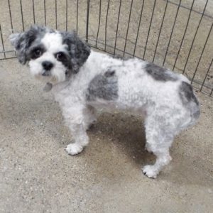 Picture of Spanky