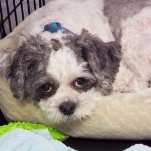 Picture of Spanky