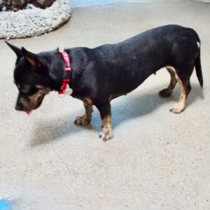 Picture of Tater