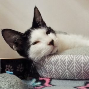 Picture of Tatum