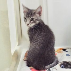Picture of Aster