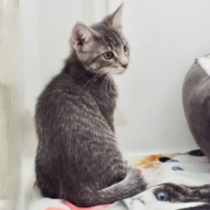 Picture of Aster