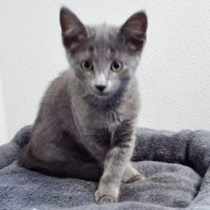 Picture of Banshee
