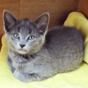 Picture of Banshee