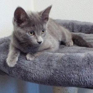 Picture of Banshee