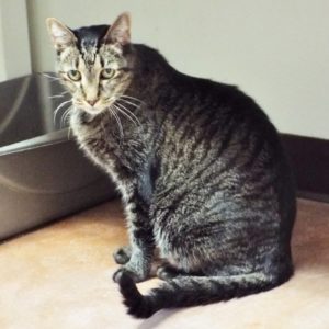 Picture of Big Buddy