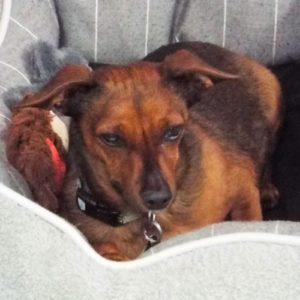 Picture of Binky