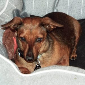 Picture of Binky