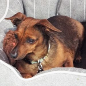 Picture of Binky