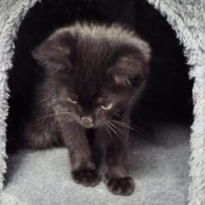 Picture of Brandy