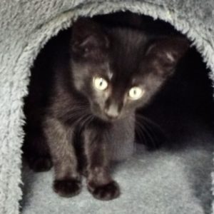Picture of Brandy