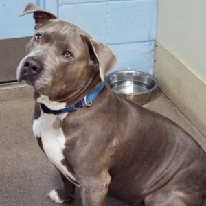 Picture of Bronson