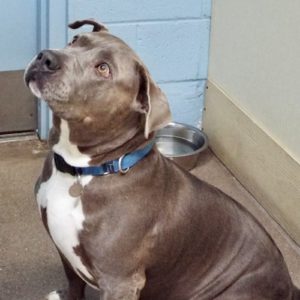 Picture of Bronson