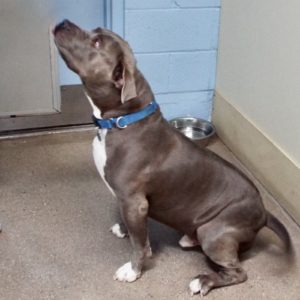 Picture of Bronson