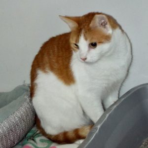 Picture of Buddy
