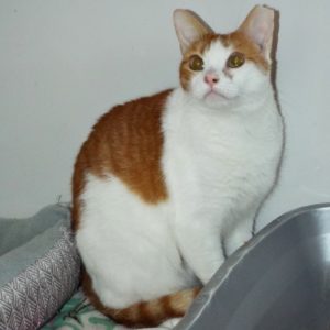 Picture of Buddy