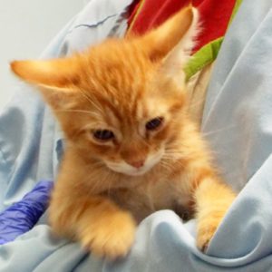 Picture of Cherry