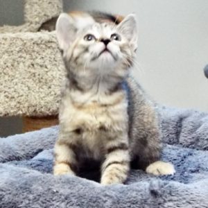 Picture of Chestnut