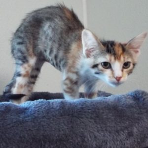Picture of Chestnut