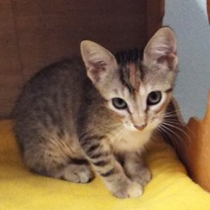 Picture of Chestnut