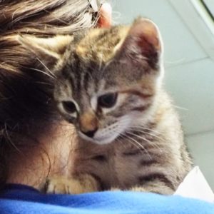 Picture of Chestnut