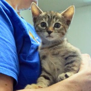 Picture of Chestnut
