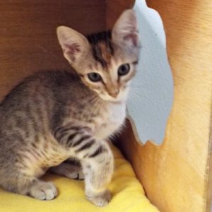Picture of Chestnut