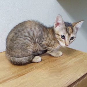 Picture of Chestnut