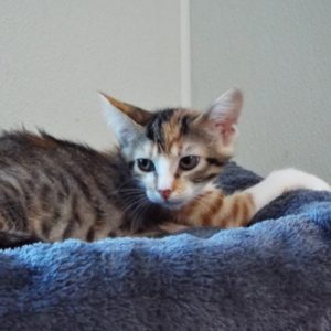 Picture of Chestnut