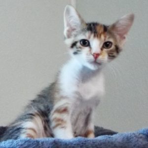 Picture of Chestnut