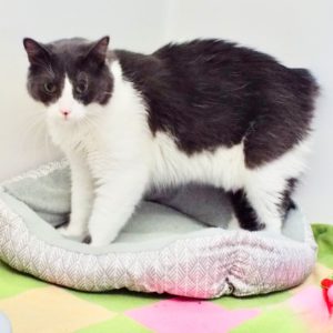 Picture of Chickpea