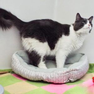 Picture of Chickpea
