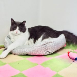 Picture of Chickpea