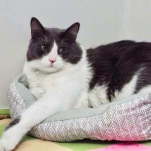 Picture of Chickpea