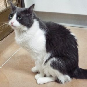 Picture of Chickpea