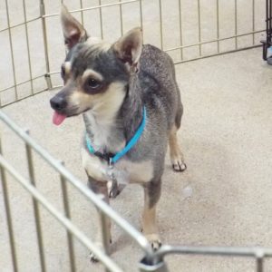 Picture of Chico