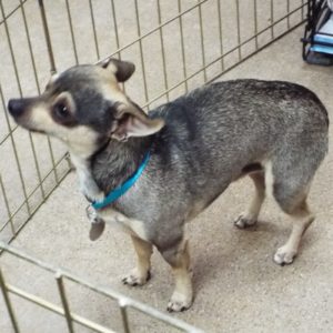 Picture of Chico