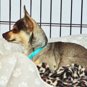 Picture of Chico