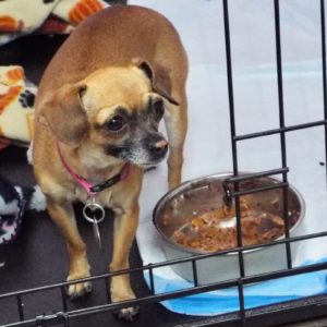Picture of Chiquita