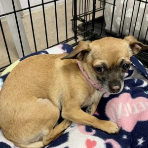 Picture of Chiquita