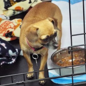 Picture of Chiquita