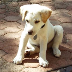 Picture of Cloud