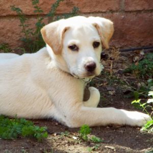 Picture of Cloud
