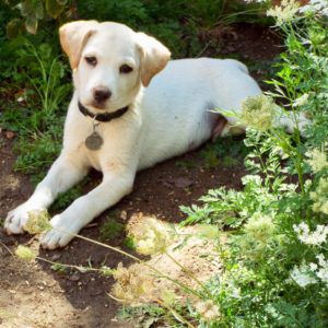 Picture of Cloud