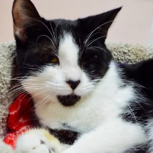 Picture of Cruiser