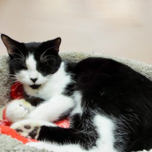 Picture of Cruiser